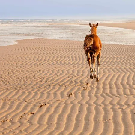 Ecohome Zilt - 8 Pers - Zeezand Recreatie Dom wakacyjny