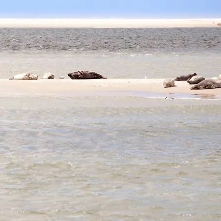 Ecohome Zilt - 8 Pers - Zeezand Recreatie Dom wakacyjny 't Zand