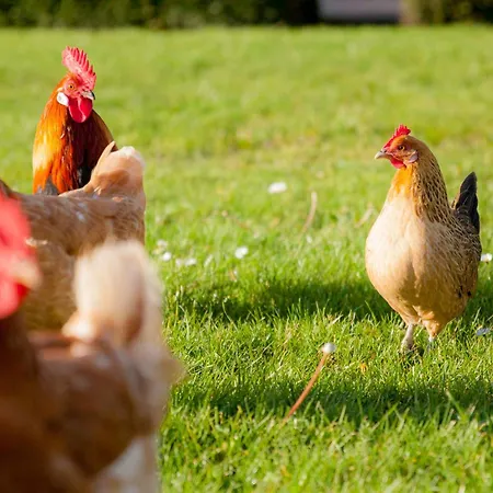 Ecohome Zilt - 8 Pers - Zeezand Recreatie * 't Zand