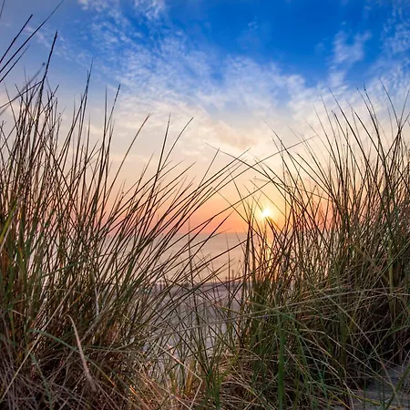 Dom wakacyjny Ecohome Zilt - 8 Pers - Zeezand Recreatie *