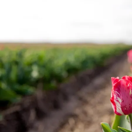 Ecohome Zilt - 8 Pers - Zeezand Recreatie 't Zand